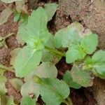 Torenia crustacea Leaf