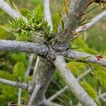Abies nordmanniana Rusca