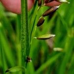 Melica nutans Blomma