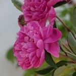 Paeonia lactiflora その他の提案