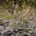 Galeopsis angustifolia Habit