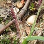 Echinochloa crus-galli Blomma