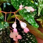 Begonia maculata Egyéb