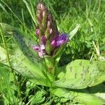 Dactylorhiza majalis Fula