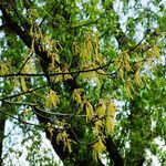 Quercus pubescens Fleur