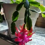 Schlumbergera bridgesii Flor