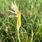 Tragopogon crocifolius Lehti