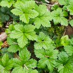 Rubus pedatus Hoja