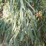 Acacia retinodes Blad