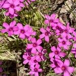 Oxalis debilis Kvet