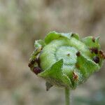 Malva neglecta Froito