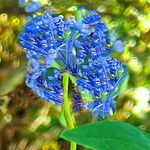 Ceanothus leucodermis