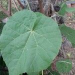 Abutilon theophrastiBlatt