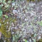 Ptychotis saxifraga Fula