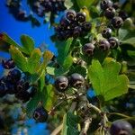 Crataegus pentagyna Leaf