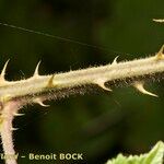 Rubus bracteatus Rhisgl