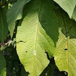 Brugmansia × candida Folio