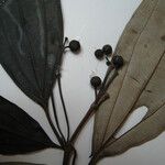 Miconia acuminata Other