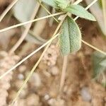 Lomelosia olivieri Leaf