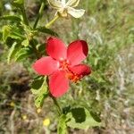 Hibiscus aponeurus Other