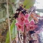 Hoya pubicalyx 花