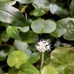 Hydrocotyle leucocephala Flor