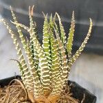 Haworthia attenuata অভ্যাস