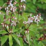Elliottia paniculata Flor