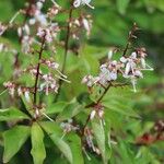 Elliottia paniculata Fiore