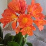 Clivia × cyrtanthiflora Flor