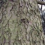 Abies cephalonica Bark