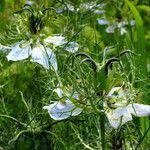 Nigella damascena Fruit