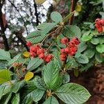 Cotoneaster pannosus 叶