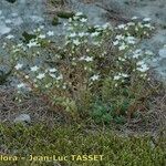 Sedum monregalense Habitat