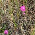 Silene scabriflora Leaf