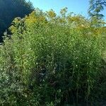 Solidago gigantea Vekstform