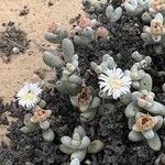 Wooleya farinosa Flor