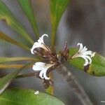 Scaevola beckii Fruit