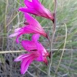 Gladiolus italicus Blodyn