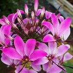 Cleome houtteana Flower