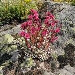 Sempervivum tectorumBlomst