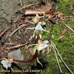 Epipogium aphyllum Mosusu