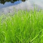 Leersia oryzoides Blad