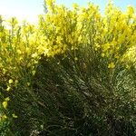 Cytisus scoparius Habit