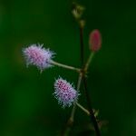 Mimosa pudica Λουλούδι