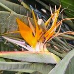 Strelitzia reginaeKvet