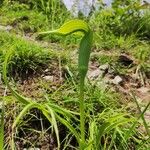 Arisaema tortuosum ഇല