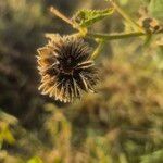 Abutilon hirtum फल