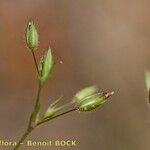 Sabulina mediterranea Other