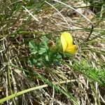 Ononis striata Flower